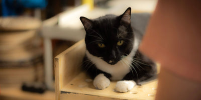 Fred the Cat sitting on a wooden box at the Creative Crafthouse workshop.